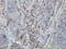 Ankyrin Repeat And SOCS Box Containing 9 antibody, H00140462-M01, Novus Biologicals, Immunohistochemistry paraffin image 
