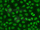 Flap Structure-Specific Endonuclease 1 antibody, A1175, ABclonal Technology, Immunofluorescence image 
