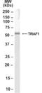 TNF Receptor Associated Factor 1 antibody, NB100-2822, Novus Biologicals, Western Blot image 