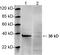 Apurinic/Apyrimidinic Endodeoxyribonuclease 1 antibody, LS-C203054, Lifespan Biosciences, Western Blot image 