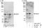 PWWP Domain Containing 3A, DNA Repair Factor antibody, A303-375A, Bethyl Labs, Western Blot image 