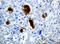 WAP Four-Disulfide Core Domain 2 antibody, LS-C175346, Lifespan Biosciences, Immunohistochemistry frozen image 