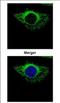 Cai antibody, NBP2-16371, Novus Biologicals, Immunocytochemistry image 