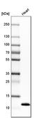 Phospholamban antibody, HPA026900, Atlas Antibodies, Western Blot image 