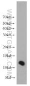 Transmembrane Protein 141 antibody, 16092-1-AP, Proteintech Group, Western Blot image 