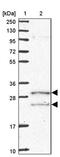 Coenzyme Q5, Methyltransferase antibody, PA5-61988, Invitrogen Antibodies, Western Blot image 
