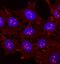 Heat Shock Protein Family A (Hsp70) Member 8 antibody, MAB4148, R&D Systems, Immunofluorescence image 