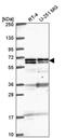 General Transcription Factor IIIC Subunit 5 antibody, PA5-67074, Invitrogen Antibodies, Western Blot image 