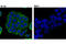 Keratin 20 antibody, 13063T, Cell Signaling Technology, Immunocytochemistry image 