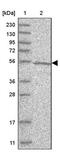 Tubulin Delta 1 antibody, PA5-55499, Invitrogen Antibodies, Western Blot image 