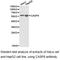 CCM2 Scaffold Protein antibody, LS-C192982, Lifespan Biosciences, Western Blot image 