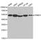 SS-A antibody, A02079-1, Boster Biological Technology, Western Blot image 