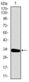 T antibody, abx016006, Abbexa, Western Blot image 