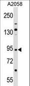 Tripartite Motif Containing 42 antibody, LS-C160195, Lifespan Biosciences, Western Blot image 