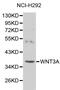 Wnt Family Member 3A antibody, LS-C192411, Lifespan Biosciences, Western Blot image 