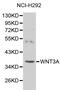 Protein Wnt-3a antibody, LS-C192411, Lifespan Biosciences, Western Blot image 