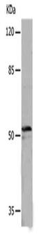 Minichromosome Maintenance Complex Binding Protein antibody, CSB-PA217530, Cusabio, Western Blot image 