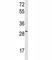 Hes Family BHLH Transcription Factor 6 antibody, F51760-0.4ML, NSJ Bioreagents, Western Blot image 