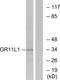 Olfactory Receptor Family 11 Subfamily L Member 1 antibody, GTX87568, GeneTex, Western Blot image 