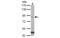 Trehalase antibody, MBS837512, MyBioSource, Western Blot image 