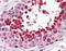 Glutathione Peroxidase 4 antibody, ARP58473_P050, Aviva Systems Biology, Immunohistochemistry frozen image 