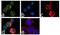Cytotoxic T-Lymphocyte Associated Protein 4 antibody, 711564, Invitrogen Antibodies, Immunofluorescence image 