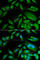 Cyclin Dependent Kinase 6 antibody, A1545, ABclonal Technology, Immunofluorescence image 