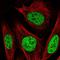 PBX Homeobox 2 antibody, HPA061478, Atlas Antibodies, Immunofluorescence image 