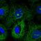 Microtubule Associated Scaffold Protein 1 antibody, HPA069795, Atlas Antibodies, Immunofluorescence image 