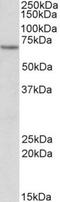 Electron Transfer Flavoprotein Dehydrogenase antibody, NBP1-52059, Novus Biologicals, Western Blot image 