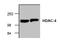 Histone Deacetylase 4 antibody, AP00288PU-N, Origene, Western Blot image 