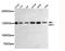 Cell Cycle And Apoptosis Regulator 2 antibody, MBS475130, MyBioSource, Western Blot image 