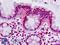 Methionine Adenosyltransferase 2A antibody, LS-B8768, Lifespan Biosciences, Immunohistochemistry frozen image 
