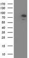 Oxysterol Binding Protein Like 11 antibody, TA502068, Origene, Western Blot image 