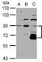 DIS3 Like 3'-5' Exoribonuclease 2 antibody, LS-C155574, Lifespan Biosciences, Western Blot image 