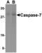 Caspase 7 antibody, MBS151144, MyBioSource, Western Blot image 