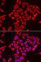 ST3 Beta-Galactoside Alpha-2,3-Sialyltransferase 3 antibody, 22-462, ProSci, Immunofluorescence image 