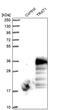 T Cell Receptor Associated Transmembrane Adaptor 1 antibody, PA5-51706, Invitrogen Antibodies, Western Blot image 