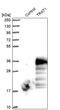 T-cell receptor-associated transmembrane adapter 1 antibody, PA5-51706, Invitrogen Antibodies, Western Blot image 