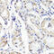 T-Box 20 antibody, 16-369, ProSci, Immunohistochemistry paraffin image 