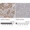 VPS28 Subunit Of ESCRT-I antibody, NBP1-85973, Novus Biologicals, Immunohistochemistry paraffin image 