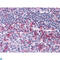 CD69 Molecule antibody, LS-C814004, Lifespan Biosciences, Immunohistochemistry paraffin image 