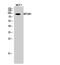 Myb Like, SWIRM And MPN Domains 1 antibody, A06500, Boster Biological Technology, Western Blot image 