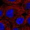 Alpha-1-acid glycoprotein antibody, NBP2-55785, Novus Biologicals, Immunofluorescence image 