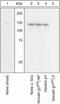 Vinculin antibody, 44-1080G, Invitrogen Antibodies, Western Blot image 