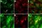 Parkinsonism Associated Deglycase antibody, NB300-270, Novus Biologicals, Immunofluorescence image 
