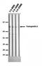 Transportin 1 antibody, orb76827, Biorbyt, Western Blot image 