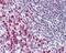 BCL2 Associated Transcription Factor 1 antibody, PA1-41680, Invitrogen Antibodies, Immunohistochemistry frozen image 