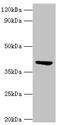 ST3 Beta-Galactoside Alpha-2,3-Sialyltransferase 3 antibody, LS-C679652, Lifespan Biosciences, Western Blot image 