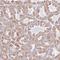 Brain Expressed Associated With NEDD4 1 antibody, HPA053851, Atlas Antibodies, Immunohistochemistry frozen image 